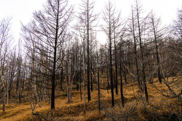 Obraz premium tree in winter