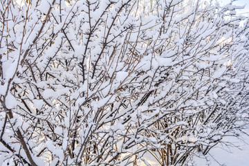 Snow covered bush branches. Fluffy snow on tree branches