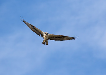 Ospray (Pandion haliatus) Flying in Blue Sky