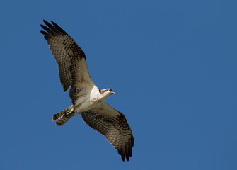 Ospray (Pandion haliatus) Flying in Blue Sky