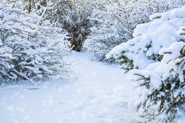 Snow covered spruce tree branch. Close-up photo of Fir-tree branch with snow