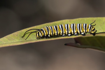 Monarch caterpillar eating milkweed leaf, Galveston, Texas