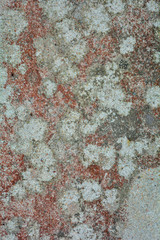 Red and black lichen on concrete slab. Grunge background