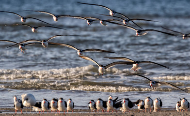 Flock of black skimmers (Rynchops niger)  flying over ocean, Galveston, Texas, USA.  - obrazy, fototapety, plakaty
