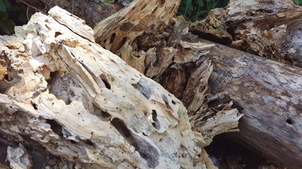 Textura com tronco de madeira velha em tons de branco, cinza e marron.