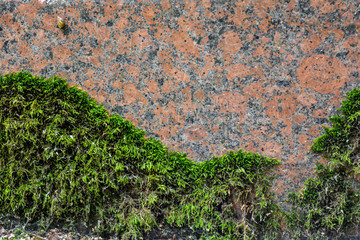 Texture of old red granite stone wall with layered green moss