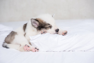 Fototapeta premium The dog sleeps in bed.