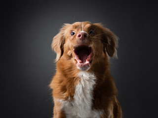 funny dog face screaming. catches food. happy Nova Scotia Duck Tolling Retriever in studio