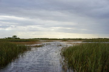 Fototapeta premium Everglades Florida