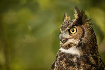 great horned owl