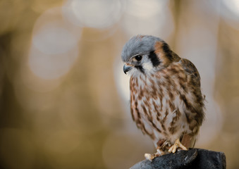 bird of prey