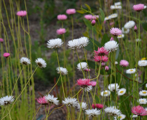 Patch of tall daisy flowers (daisies) - pink and white