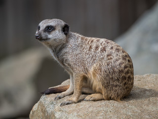 Edynburg / Szkocja - 23 sierpnia 2019: Surykatka w zoo w Edynburgu © Adam Wrobel
