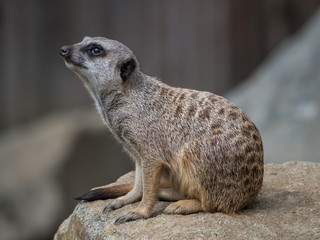 Edynburg / Szkocja - 23 sierpnia 2019: Surykatka w zoo w Edynburgu © Adam Wrobel