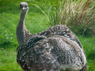 Edynburg / Szkocja - 23 sierpnia 2019: Struś w zoo w Edynburg © Adam Wrobel