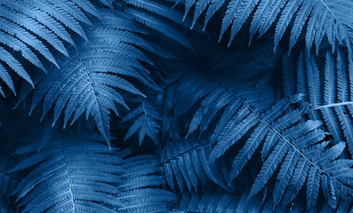 Perfect natural young fern leaves pattern background. Trendy blue backdrop for your design. Color...
