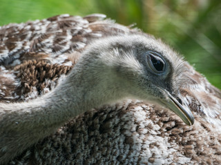 Edynburg / Szkocja - 23 sierpnia 2019: Struś w zoo w Edynburg © Adam Wrobel
