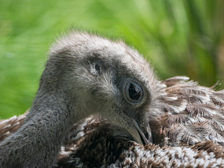 Edynburg / Szkocja - 23 sierpnia 2019: Struś w zoo w Edynburg © Adam Wrobel