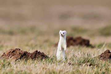 Hermelin (Mustela erminea) im weißen Winterfell zwischen Maulwurfshügeln, Hessen, Deutschland