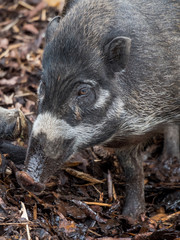 Edynburg / Szkocja - 23 sierpnia 2019: Świnia wisajska w zoo w Edynburg © Adam Wrobel