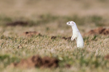 Hermelin (Mustela erminea) im weißen Winterfell zwischen Maulwurfshügeln, Hessen, Deutschland