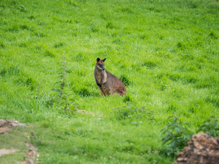 Edynburg / Szkocja - 23 sierpnia 2019: Kangur w zoo w Edynburgu © Adam Wrobel