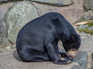 Edynburg / Szkocja - 23 sierpnia 2019: Niedżwiedź w zoo w Edynburgu © Adam Wrobel