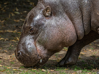 Edynburg / Szkocja - 23 sierpnia 2019: Hipopotam w zoo w Edynburgu