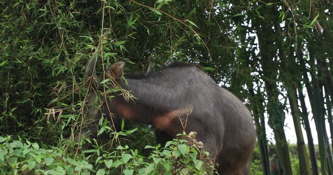 A water buffalo in Sapa, Vietnam