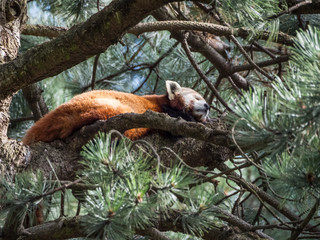 Edynburg / Szkocja - 23 sierpnia 2019: Panda ruda w zoo w Edynburg © Adam Wrobel