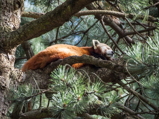 Edynburg / Szkocja - 23 sierpnia 2019: Panda ruda w zoo w Edynburg © Adam Wrobel
