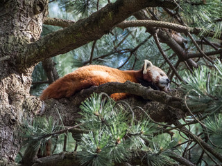 Edynburg / Szkocja - 23 sierpnia 2019: Panda ruda w zoo w Edynburg © Adam Wrobel