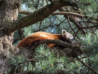 Edynburg / Szkocja - 23 sierpnia 2019: Panda ruda w zoo w Edynburg © Adam Wrobel