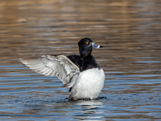 Ring-Necked Duck 2