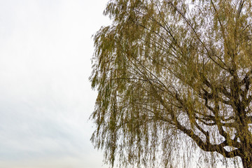 willow tree in winter