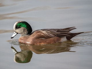 American Wigeon