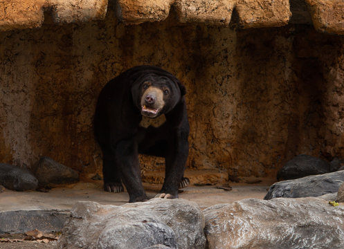 honey bear walking in the zoo