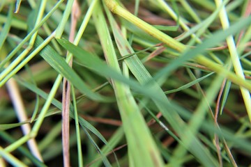 Gras