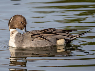 Northern Pintail 2