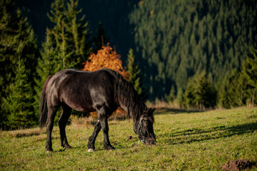Fototapeta na wymiar portrait of a black Friesian horse
