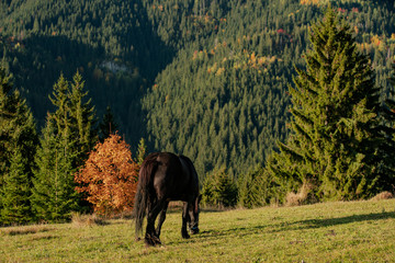 Obraz premium portrait of a black Friesian horse