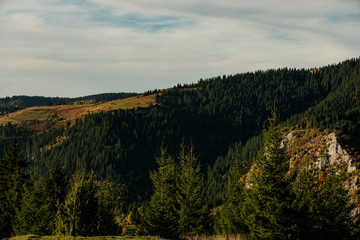 Beautiful orange and red autumn forest