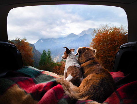 dog camping in the car. Nova Scotia Duck Tolling Retriever and Jack Russell Terrier in the luggage compartment. Pets on vacation.