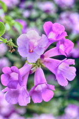 Obraz premium Purple Garlic Vine blooming on tree