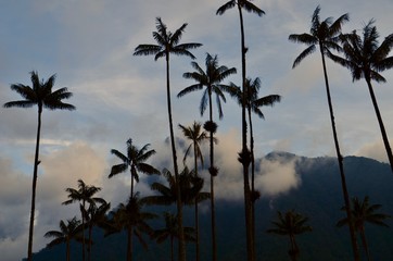Fototapeta na wymiar La palma de cera en el Quindio, Colombia