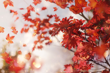 Autumn leaves of Japanese maple Osakazuki. Acer palmatum Osakazuki.