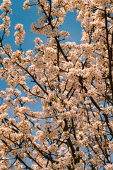 spring summer floral flowers blossom blue sky colorful bundle background