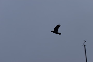 AVE EN EL CIELO