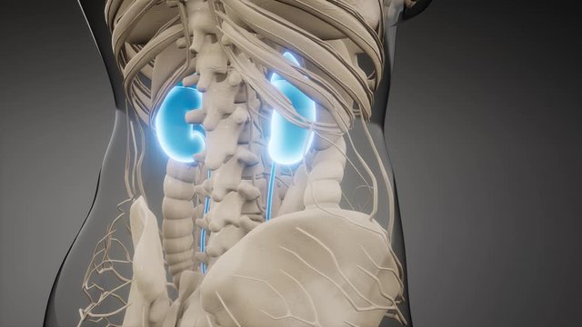 3d rendered medically accurate illustration of the kidneys