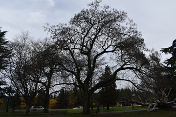 ÁRBOL GIGANTE